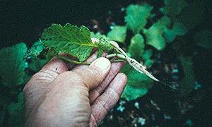 Gallrad rädisa